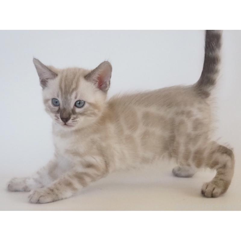 販売中の神奈川県のベンガル-133449の9枚目