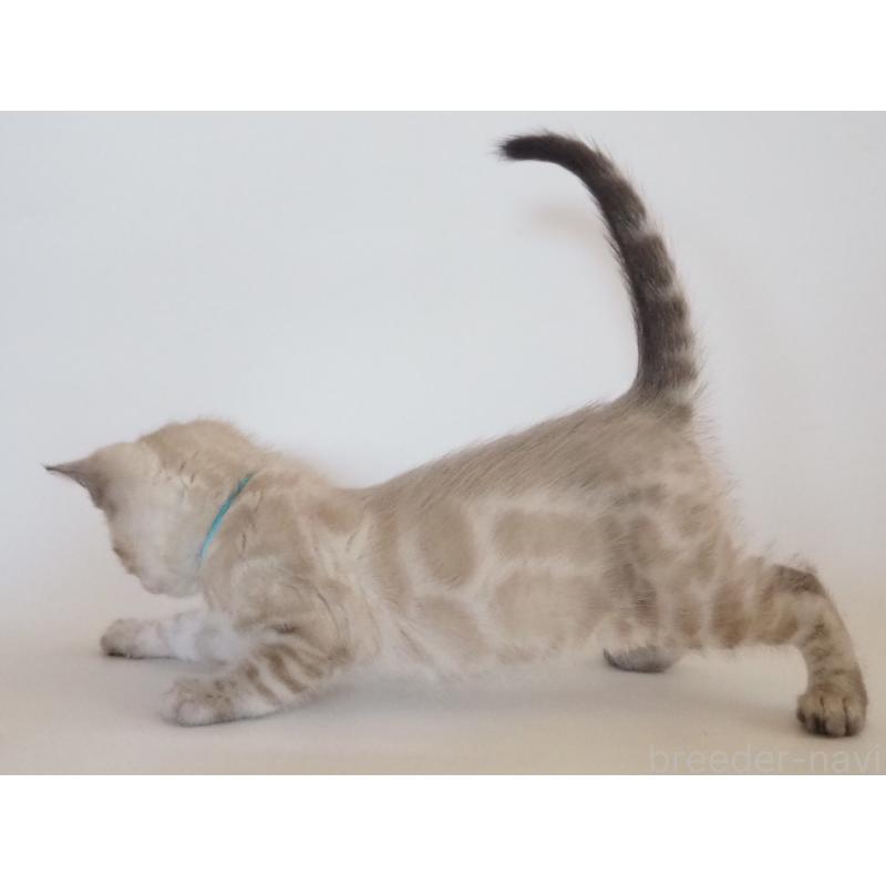 販売中の神奈川県のベンガル-133449の8枚目