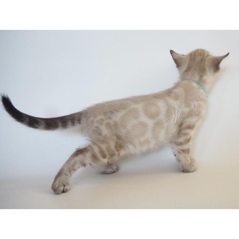 販売中の神奈川県のベンガル-133449の6枚目