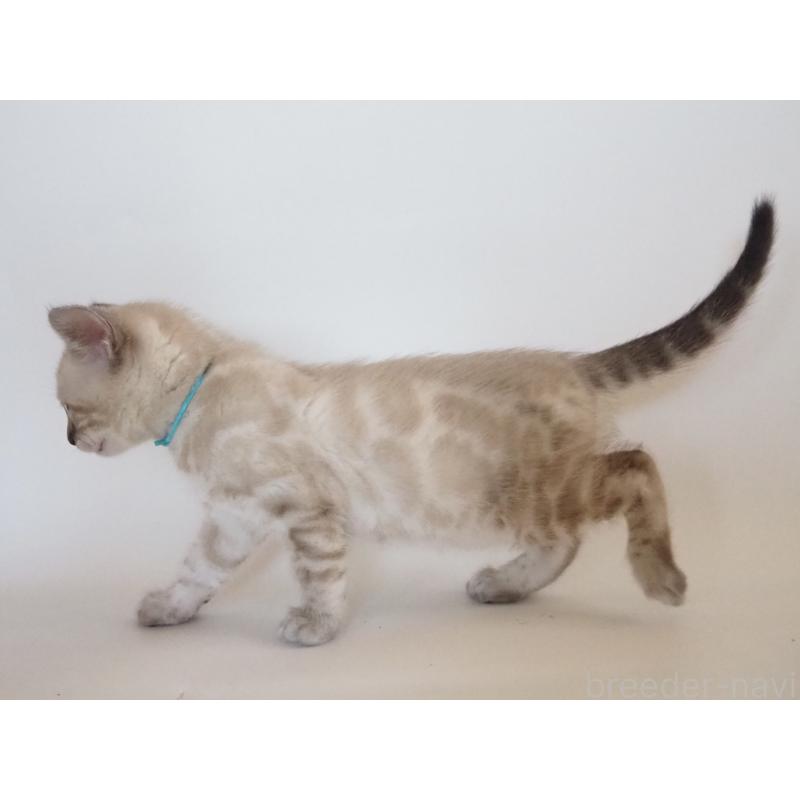 販売中の神奈川県のベンガル-133449の5枚目