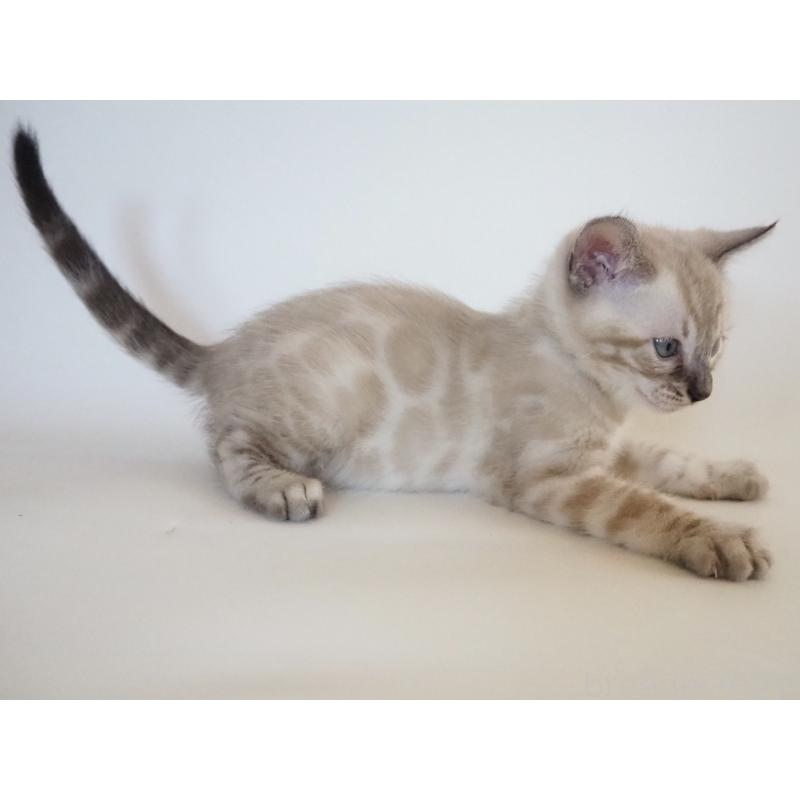 販売中の神奈川県のベンガル-133449の2枚目