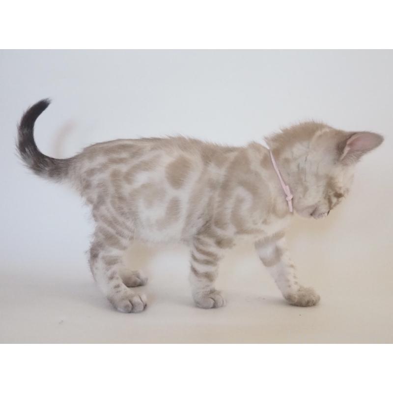 販売中の神奈川県のベンガル-133450の7枚目