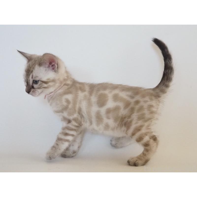 販売中の神奈川県のベンガル-133450の5枚目