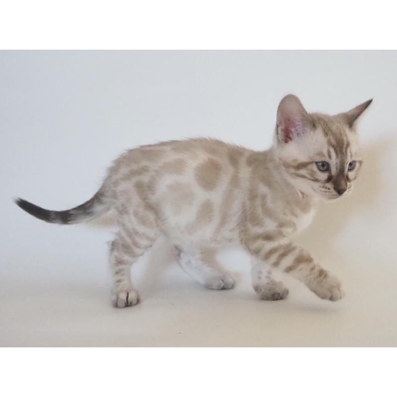 販売中の神奈川県のベンガル-133450の3枚目