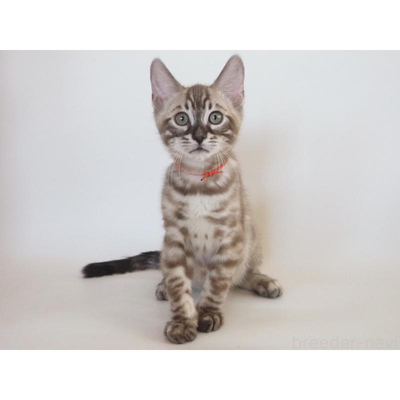 販売中の神奈川県のベンガル-131512の13枚目