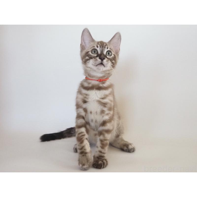 販売中の神奈川県のベンガル-131512の12枚目