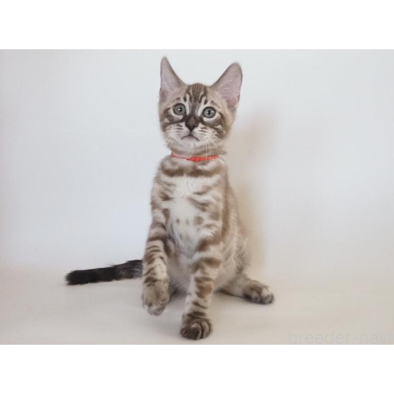 販売中の神奈川県のベンガル-131512の11枚目