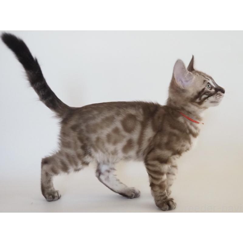 販売中の神奈川県のベンガル-131512の10枚目