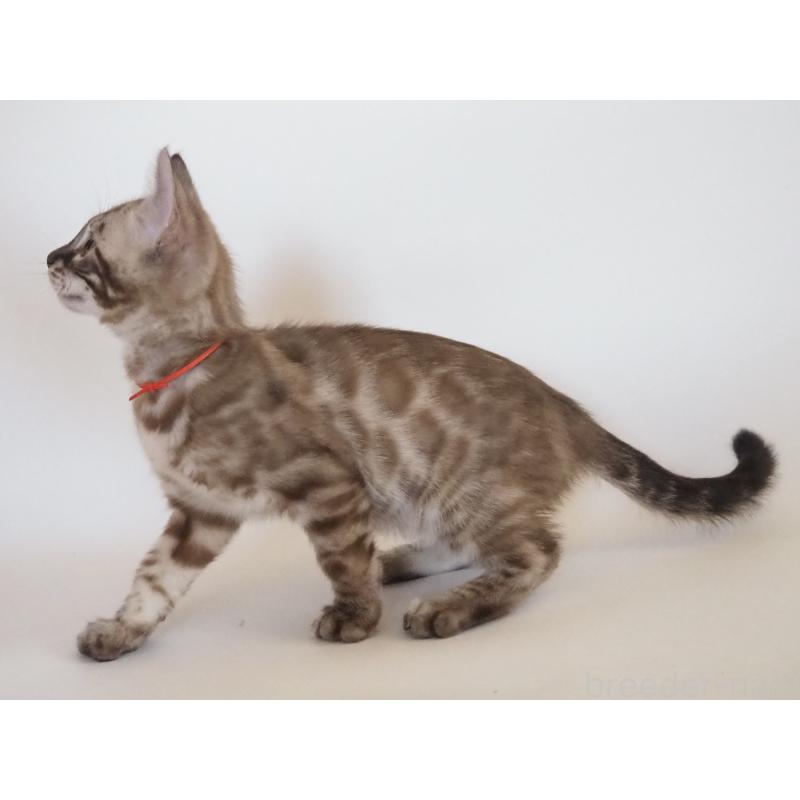 販売中の神奈川県のベンガル-131512の8枚目