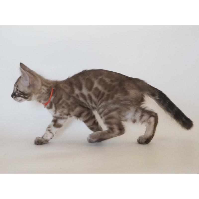 販売中の神奈川県のベンガル-131512の7枚目