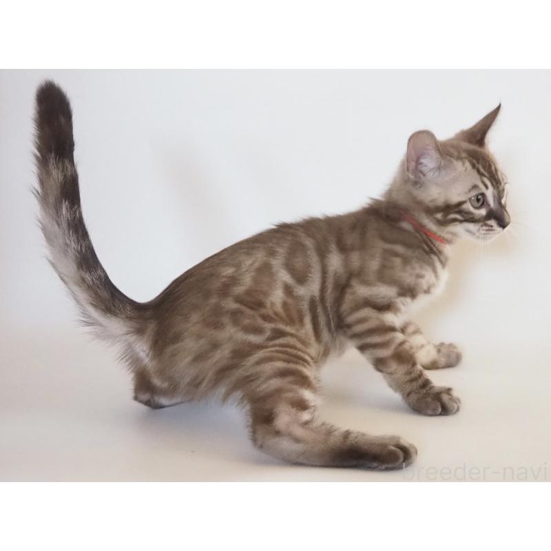 販売中の神奈川県のベンガル-131512の6枚目