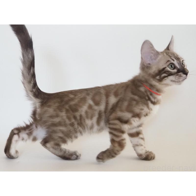 販売中の神奈川県のベンガル-131512の5枚目