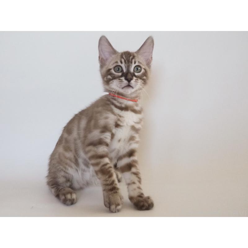 販売中の神奈川県のベンガル-131512の4枚目