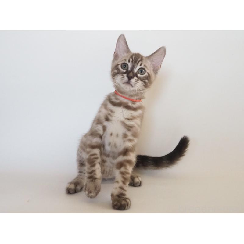 販売中の神奈川県のベンガル-131512の3枚目