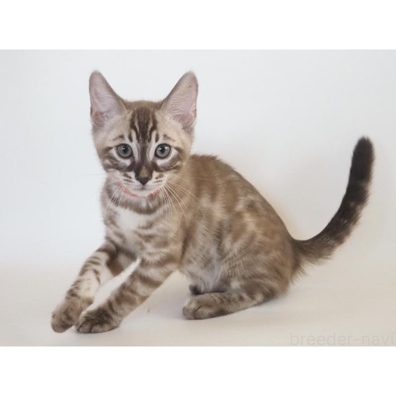 販売中の神奈川県のベンガル-131512の2枚目