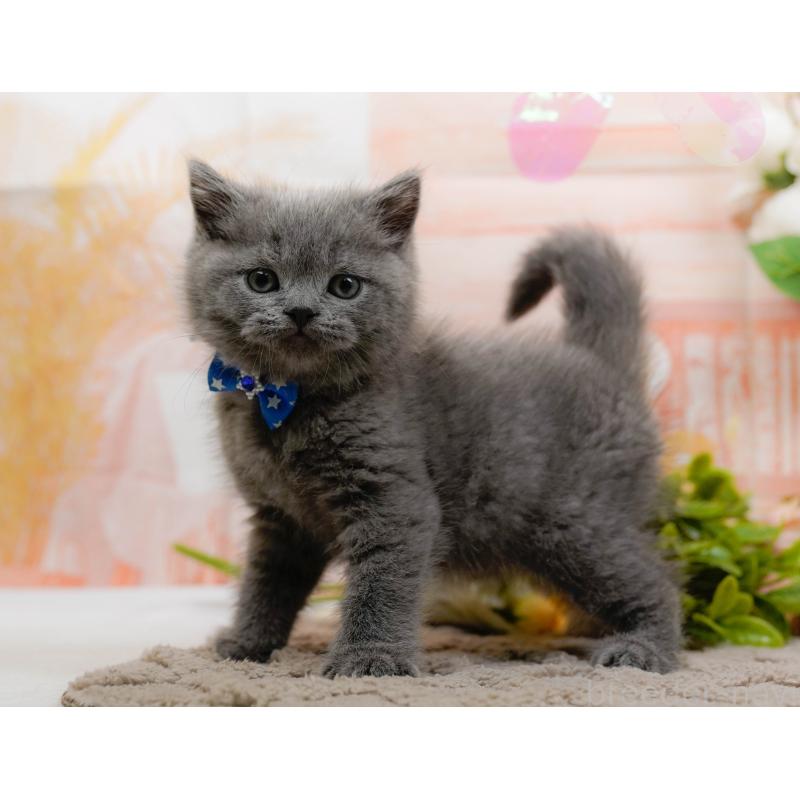 販売中の神奈川県のブリティッシュショートヘア-133538の12枚目