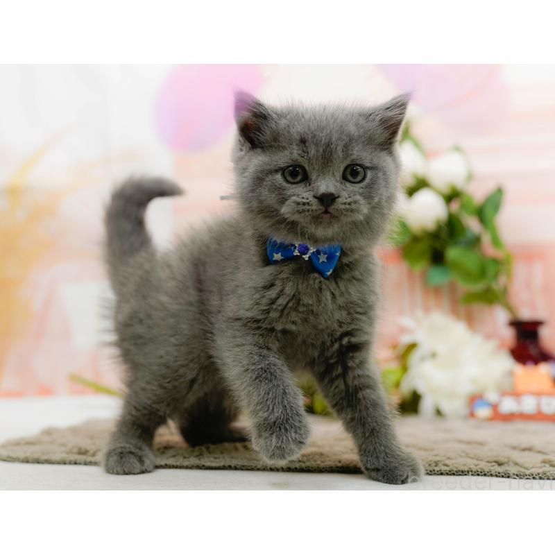 販売中の神奈川県のブリティッシュショートヘア-133538の11枚目