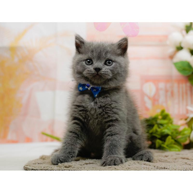 販売中の神奈川県のブリティッシュショートヘア-133538の10枚目