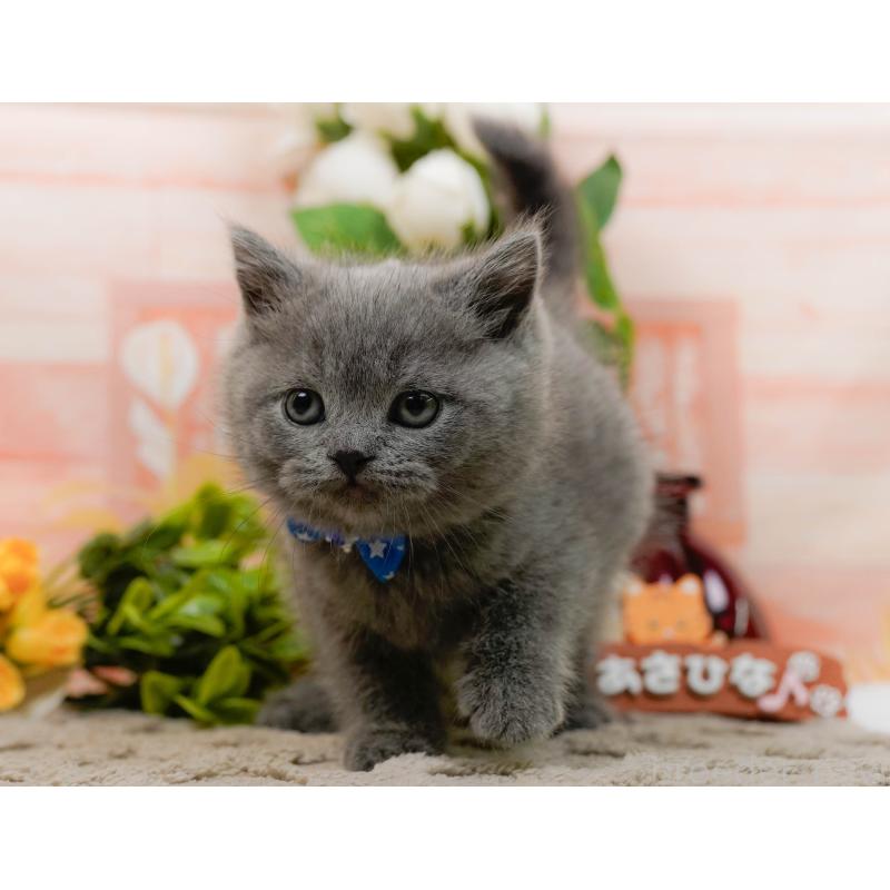 販売中の神奈川県のブリティッシュショートヘア-133538の9枚目