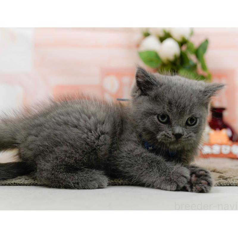 販売中の神奈川県のブリティッシュショートヘア-133538の8枚目