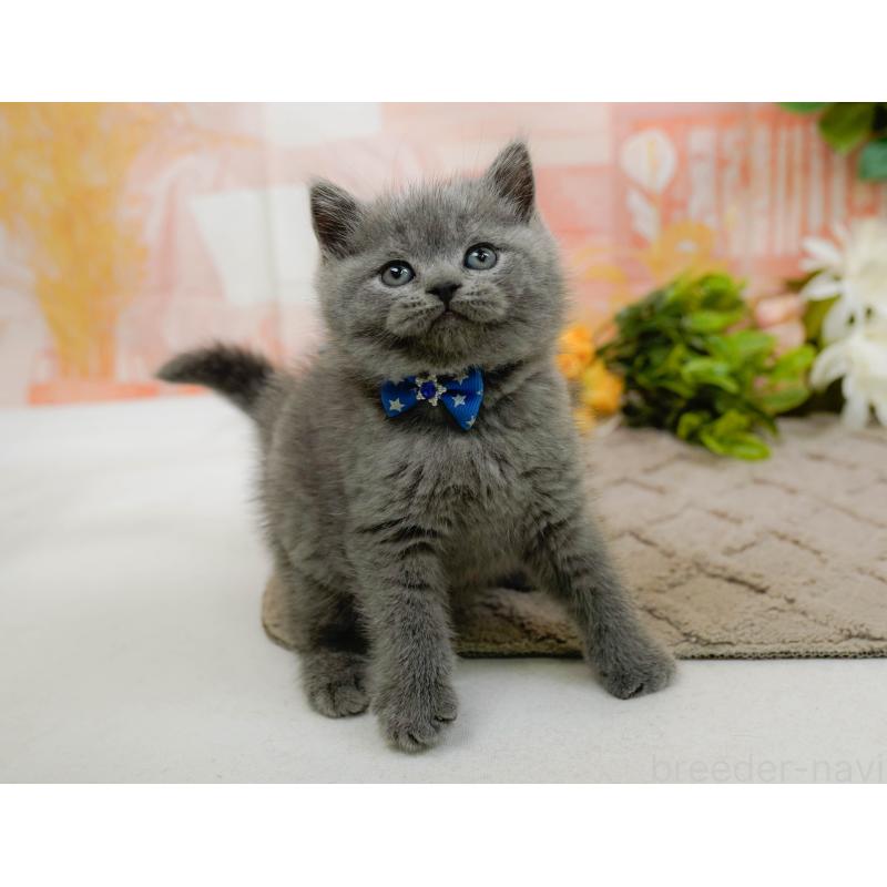 販売中の神奈川県のブリティッシュショートヘア-133538の7枚目