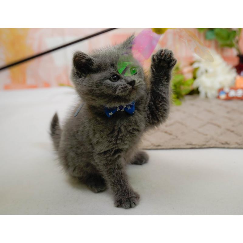 販売中の神奈川県のブリティッシュショートヘア-133538の6枚目