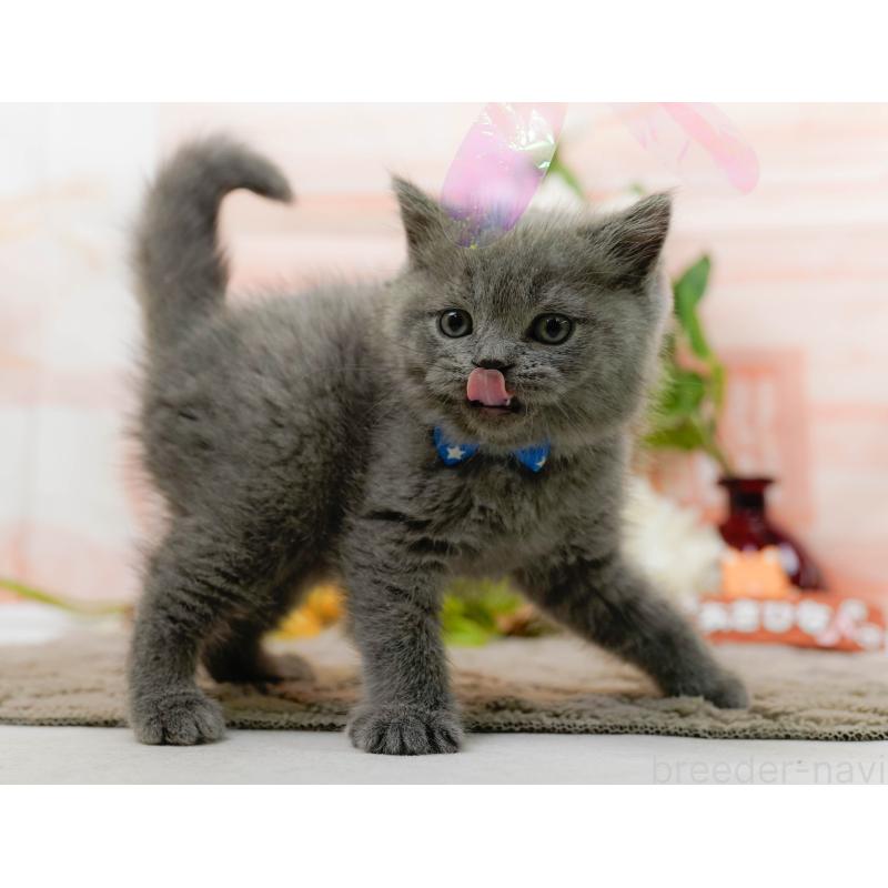 販売中の神奈川県のブリティッシュショートヘア-133538の5枚目