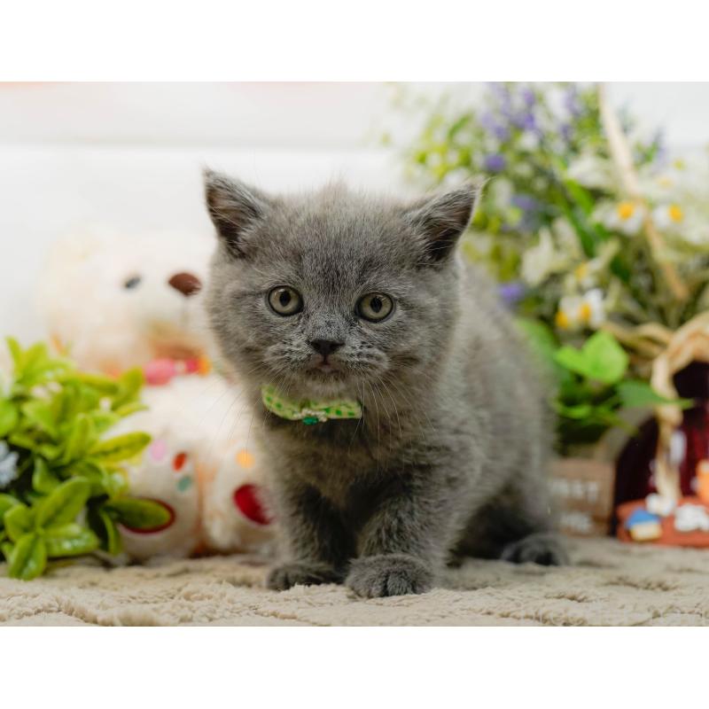 販売中の神奈川県のブリティッシュショートヘア-133539の12枚目