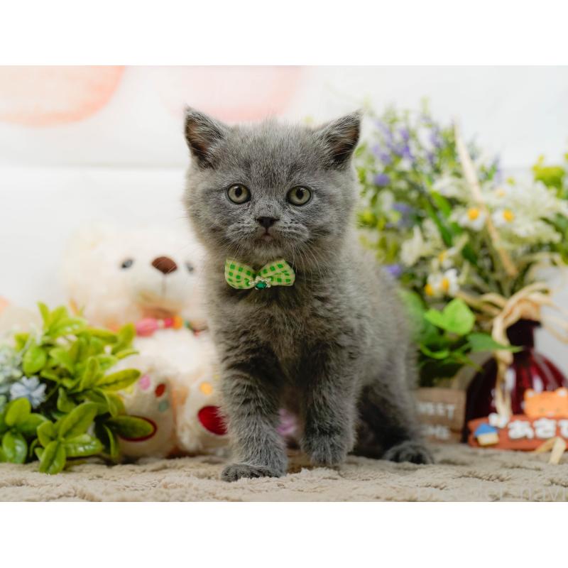 販売中の神奈川県のブリティッシュショートヘア-133539の11枚目