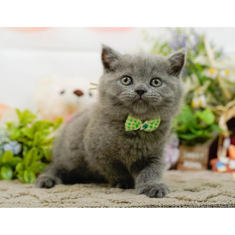 販売中の神奈川県のブリティッシュショートヘア-133539の10枚目