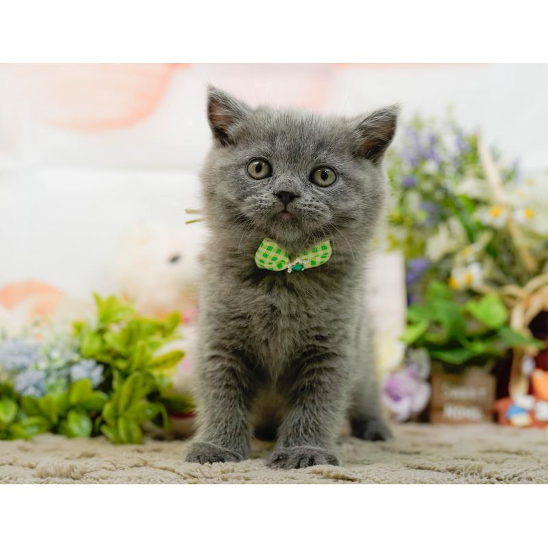 販売中の神奈川県のブリティッシュショートヘア-133539の9枚目