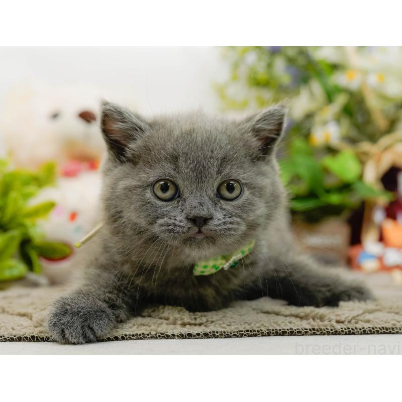 販売中の神奈川県のブリティッシュショートヘア-133539の8枚目