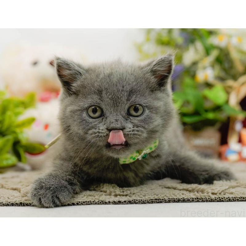 販売中の神奈川県のブリティッシュショートヘア-133539の7枚目