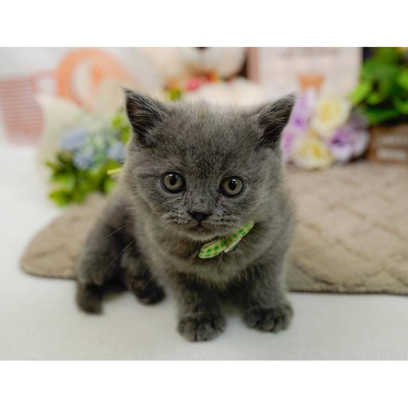 販売中の神奈川県のブリティッシュショートヘア-133539の6枚目