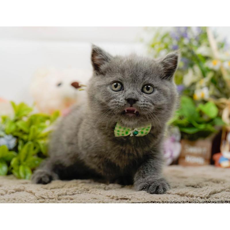 販売中の神奈川県のブリティッシュショートヘア-133539の5枚目