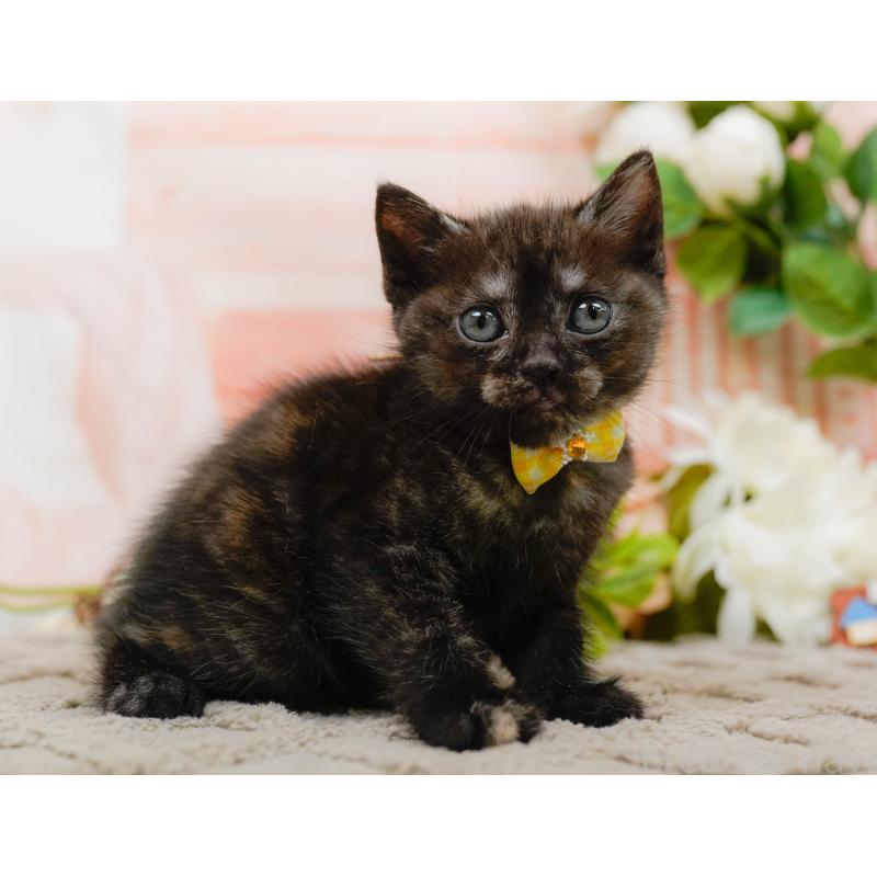 販売中の神奈川県のアメリカンショートヘア-133517の12枚目