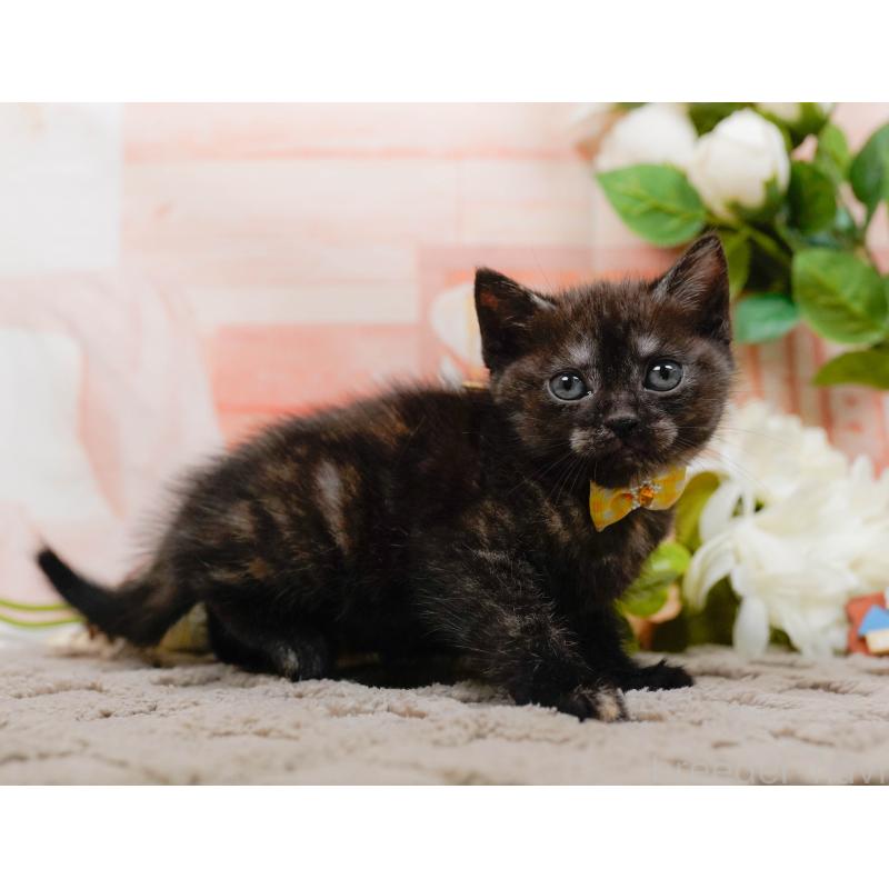 販売中の神奈川県のアメリカンショートヘア-133517の11枚目