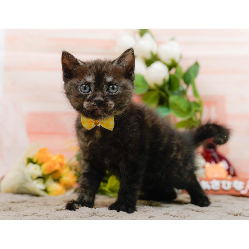 販売中の神奈川県のアメリカンショートヘア-133517の10枚目