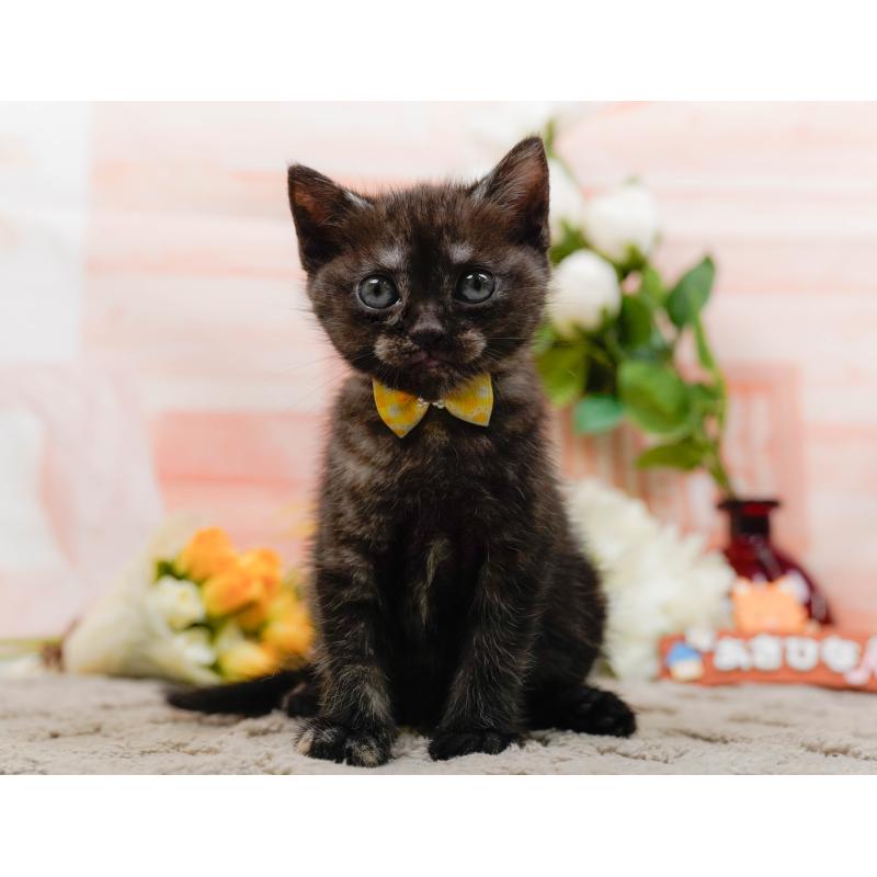 販売中の神奈川県のアメリカンショートヘア-133517の9枚目