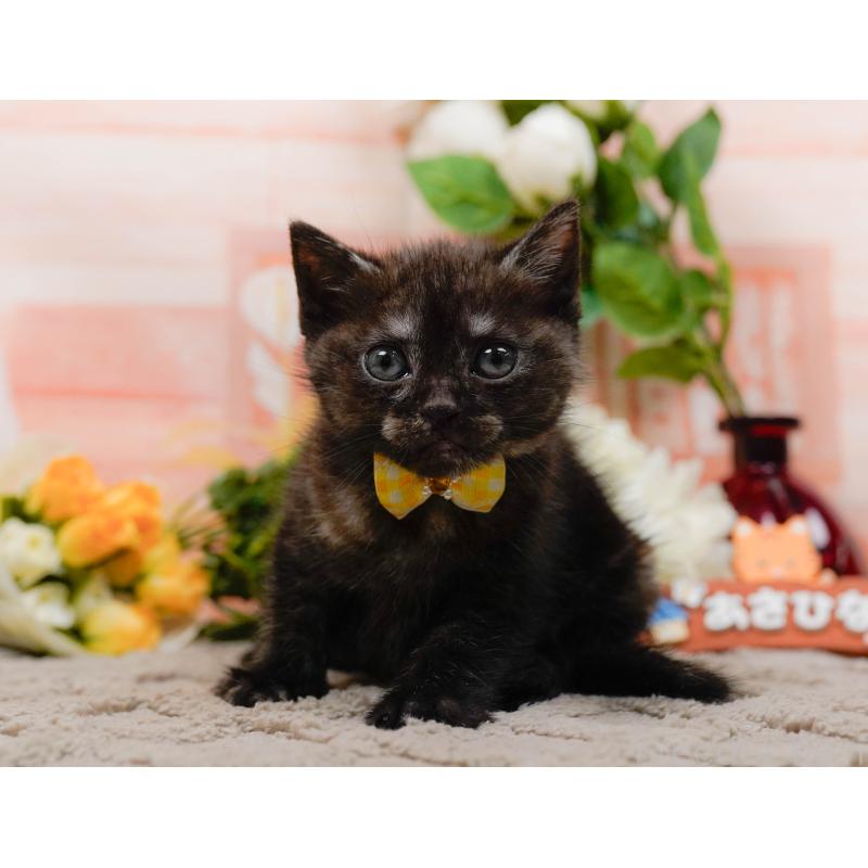 販売中の神奈川県のアメリカンショートヘア-133517の8枚目