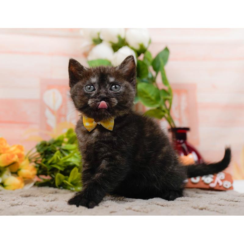 販売中の神奈川県のアメリカンショートヘア-133517の7枚目