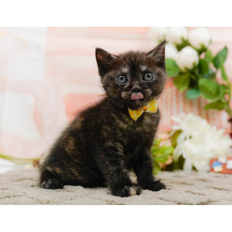 販売中の神奈川県のアメリカンショートヘア-133517の6枚目