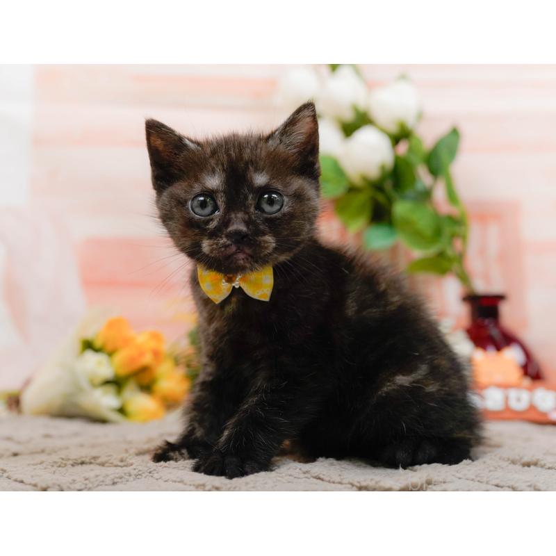 販売中の神奈川県のアメリカンショートヘア-133517の5枚目