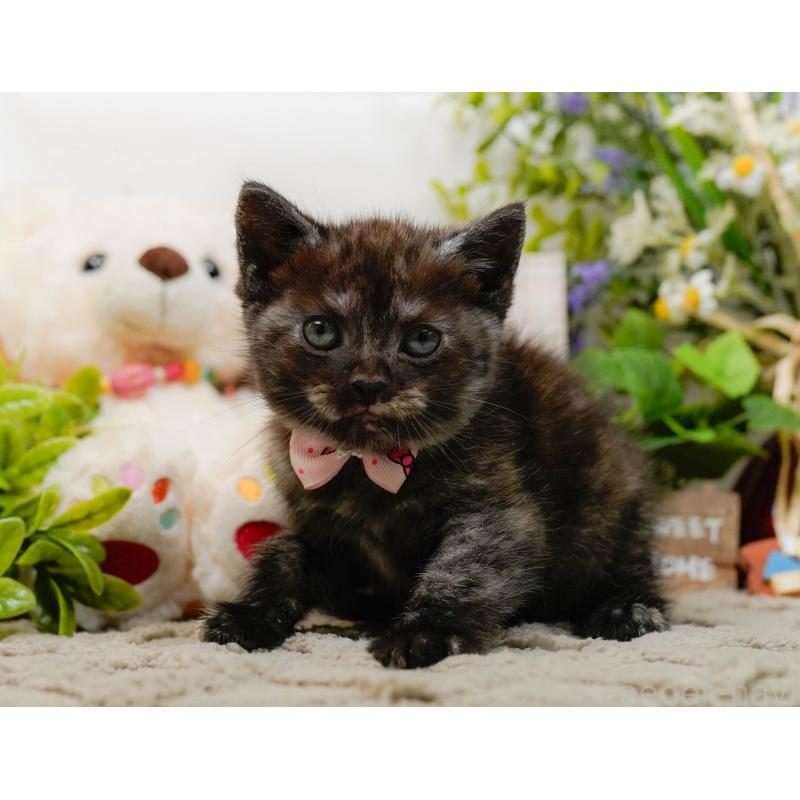 販売中の神奈川県のアメリカンショートヘア-133519の8枚目