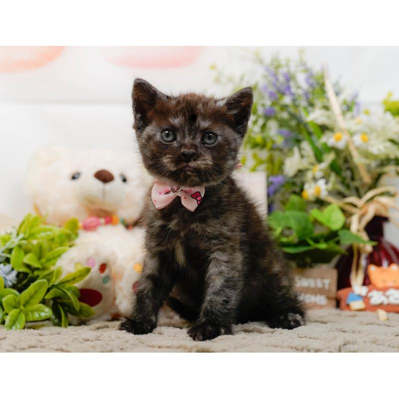 販売中の神奈川県のアメリカンショートヘア-133519の7枚目