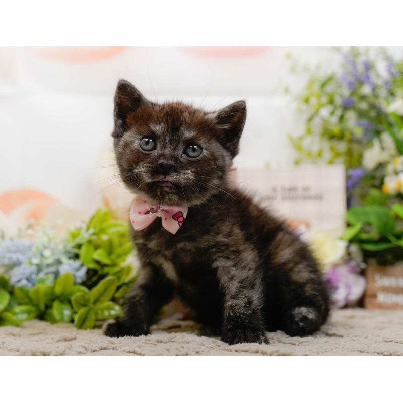 販売中の神奈川県のアメリカンショートヘア-133519の6枚目