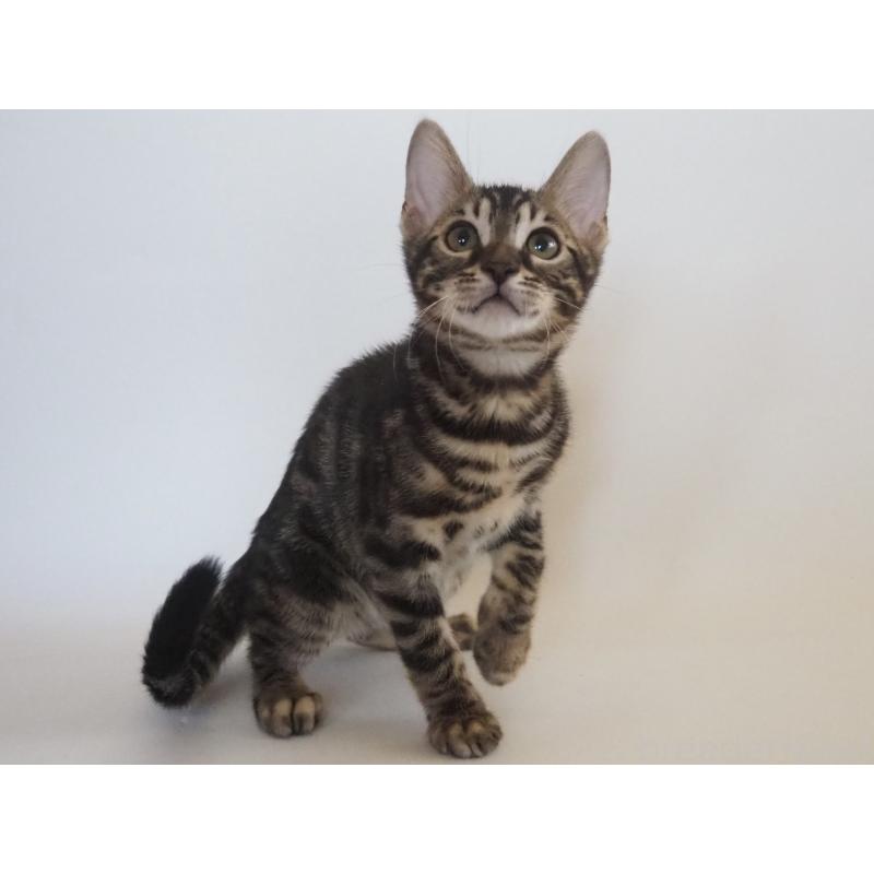 販売中の神奈川県のベンガル-131516の5枚目