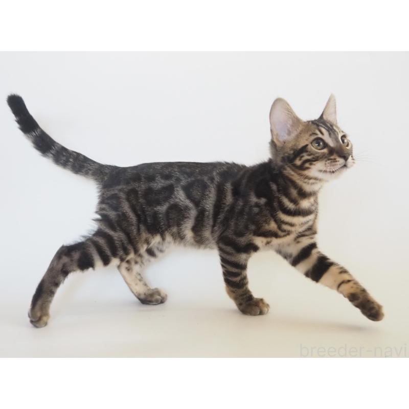 販売中の神奈川県のベンガル-131516の4枚目