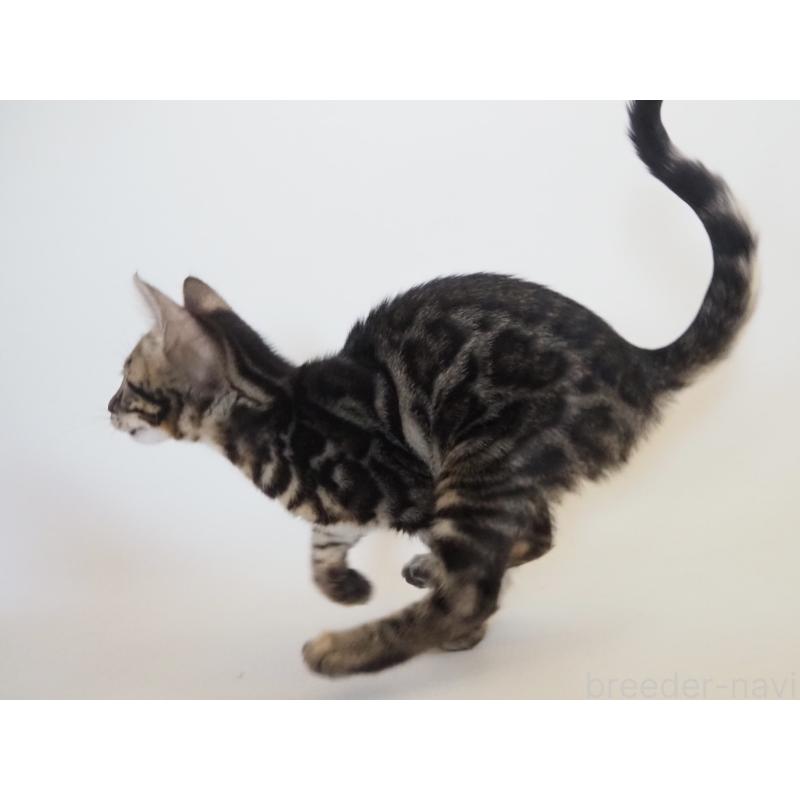 販売中の神奈川県のベンガル-131516の3枚目