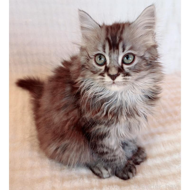 販売中の福島県のマンチカン-131508の3枚目